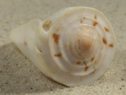Conus tribblei PH 5,4cm *unique*