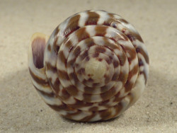 Conus namocanus MG 6,8cm *Unikat*
