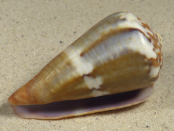 Conus namocanus MG 6,5cm *Unikat*