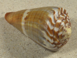 Conus namocanus MG 6,5cm *unique*