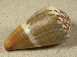 Conus namocanus MG 6,5cm *Unikat*