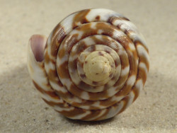 Conus namocanus MG 6,5cm *Unikat*