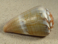 Conus namocanus MG 6,9cm *unique*