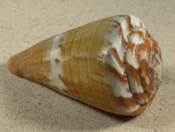 Conus namocanus MG 6,9cm *unique*