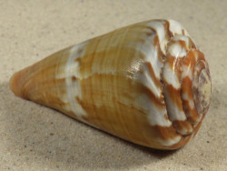 Conus namocanus MG 6,9cm *Unikat*