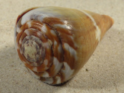 Conus namocanus MG 6,9cm *Unikat*