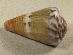 Conus namocanus MG 6,8cm *Unikat*