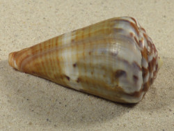 Conus namocanus MG 6,8cm *unique*
