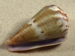 Conus namocanus MG 6,8cm *Unikat*