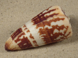 Conus maldivus MG 7,1cm *Unikat*
