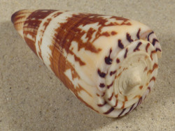 Conus maldivus MG 7,1cm *unique*