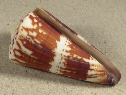 Conus maldivus MG 7,4cm *Unikat*