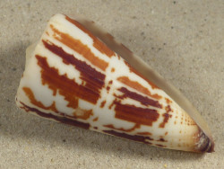 Conus maldivus MG 6,5cm *unique*