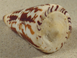 Conus maldivus MG 6,5cm *Unikat*