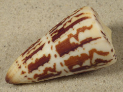 Conus maldivus MG 6,5cm *Unikat*