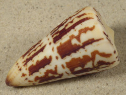 Conus maldivus MG 6,5cm *Unikat*