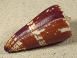 Conus maldivus MG 6,3cm *Unikat*