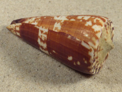 Conus maldivus MG 6,3cm *Unikat*