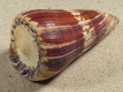 Conus maldivus MG 7cm *Unikat*