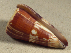 Conus maldivus MG 7cm *Unikat*