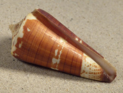 Conus maldivus MG 6,4cm *Unikat*
