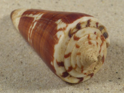 Conus maldivus MG 6,4cm *Unikat*