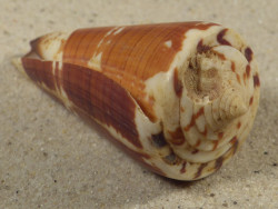 Conus maldivus MG 6,4cm *Unikat*