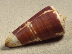 Conus maldivus MG 6,4cm *Unikat*