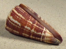 Conus maldivus MG 7,5cm *unique*