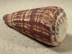 Conus maldivus MG 7,5cm *Unikat*