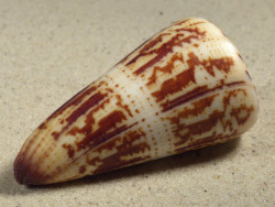 Conus maldivus MG 6,9cm *Unikat*