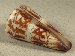 Conus maldivus MG 6,9cm *unique*
