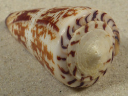 Conus maldivus MG 6,9cm *unique*