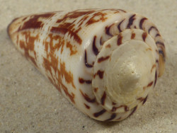 Conus maldivus MG 6,9cm *Unikat*