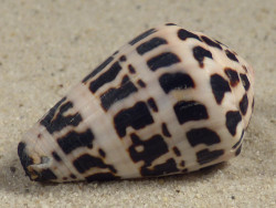 Conus ebraeus PH 3,6cm *Unikat*