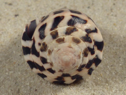 Conus ebraeus PH 3,6cm *unique*