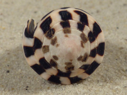 Conus ebraeus PH 3,4cm *unique*