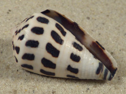 Conus ebraeus PH 3,6cm *Unikat*