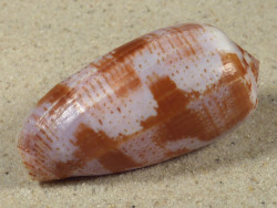 Conus tulipa PH 5,7cm *Unikat*