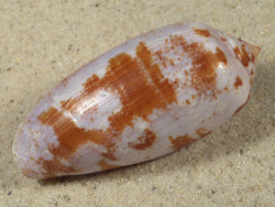 Conus tulipa PH 5,8cm *Unikat*