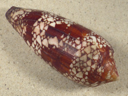 Conus aulicus PH 10,5cm *Unikat*