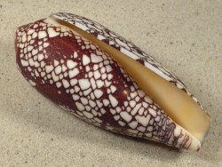 Conus aulicus PH 11,0cm *Unikat*