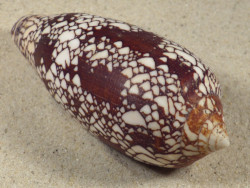 Conus aulicus PH 11,0cm *unique*