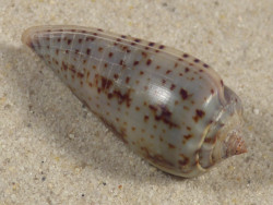 Conus cinereus gabrielii PH 4,2cm *Unikat*