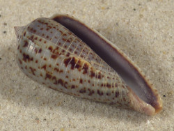 Conus cinereus gabrielii PH 4,3cm *Unikat*