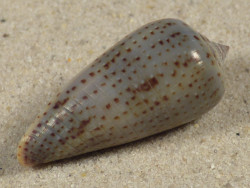 Conus cinereus gabrielii PH 4,0cm *Unikat*