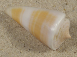 Conus voluminalis macarae PH 4,4cm *unique*