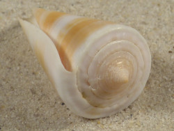Conus voluminalis macarae PH 4,4cm *Unikat*