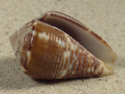 Conus catus PH 3,8cm *Unikat*