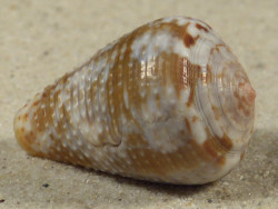 Conus catus PH 3,4cm *unique*